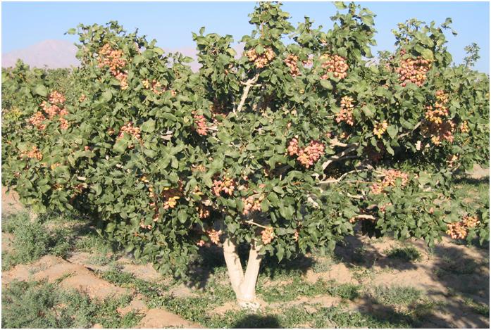 خرید باغ پسته در بویین زهرا